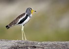 Richard Hall_White Crowned Plover Chobe NP.jpg : Birds, Chobe, White-crowned Plover